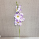 Gladiola ks / 1302