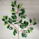 Ficus trojkonár white-green / 111100