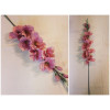 Gladiola ks XL / 2590