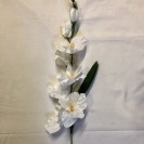 Gladiola s listom ks/3035