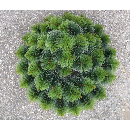 015. Veniec borovica 40 hlava, slamenný základ D-72cm