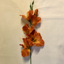 Gladiola ks / 1004