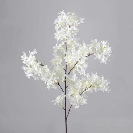 Orgován ks Cream / 126203