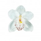 Orchidea hlava / 1015