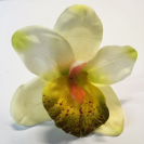 Orchidea hlava / 1015