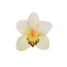  Orchidea satén hlava / 1024