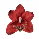  Orchidea satén hlava / 1024