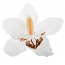  Orchidea satén hlava / 1024