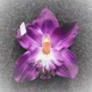  Orchidea satén hlava / 1024