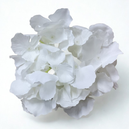 Hortenzia hl. White-Cream / 103201