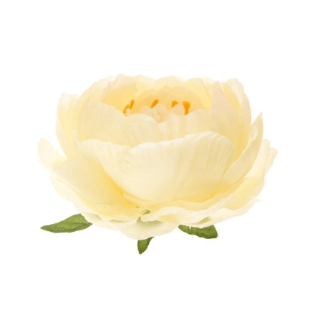 Pivonka hlava / 1057