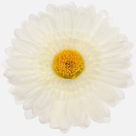 Gerbera hl. / 1298