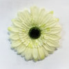 Gerbera hlava / 1313