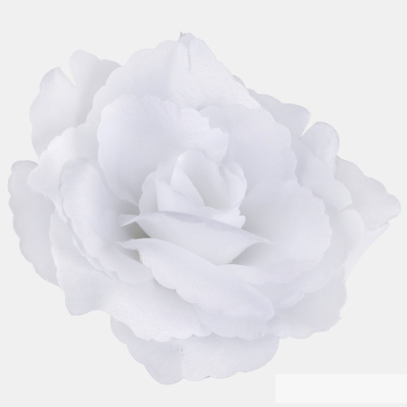 Ruža Susana rozvinutá / 1529