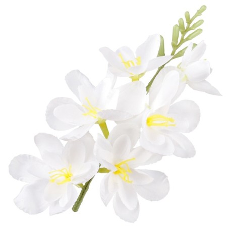 Frézia hlava / 1677