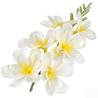 Frézia hlava / 1677