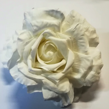 Ruža rozvinutá / 1702