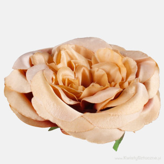 Ruža anglická 12cm/1709