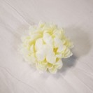 Chryzantéma hl. Cream / 178620
