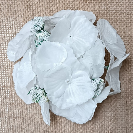 Hortenzia hl. White / 181723