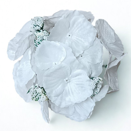 Hortenzia hl. White / 181723