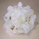 Hortenzia hl. Cream / 186901