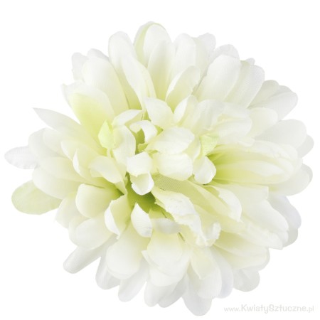 Chryzantéma hl. / 2002