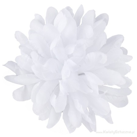 Chryzantéma hl. / 2006