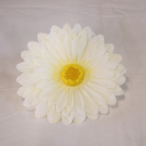 Gerbera hl. / 2023