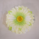 Gerbera hl. / 2023