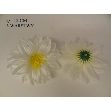 Dália hlava satén / 2024