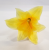 lt yellow 