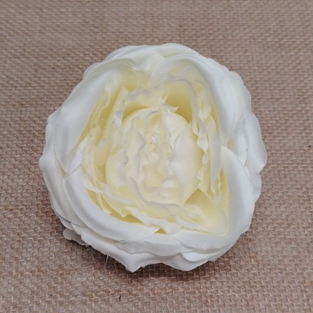 Anglická ruža hl. Cream / 222501