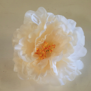 Pivonka hl. Cream-Peach / 223401