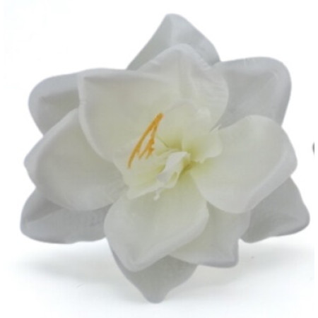 Amarylis hl. / 248302