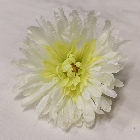 Chryzantéma hl. Cream-Green / 249121