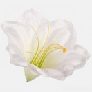 Amarylis Cream / 268505