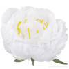 Peonia hlava 16cm/2689