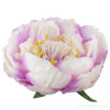 Peonia hlava 16cm/2689