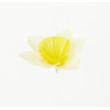 Narcis hl. It. Yellow / 2901