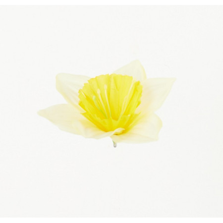 Narcis hl. It. Yellow / 2901
