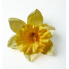 Narcis hl. Yellow / 360003