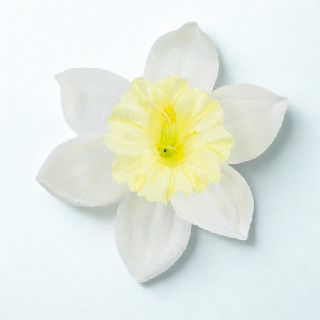 Narcis hl. Cream / 3604