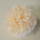 Chryzantéma hl. Peach / 402019