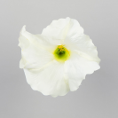 Datura / 420