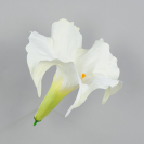 Datura / 420