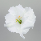 Datura / 420