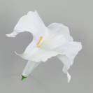 Datura / 420