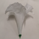 Datura / 420