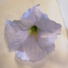 Datura / 420